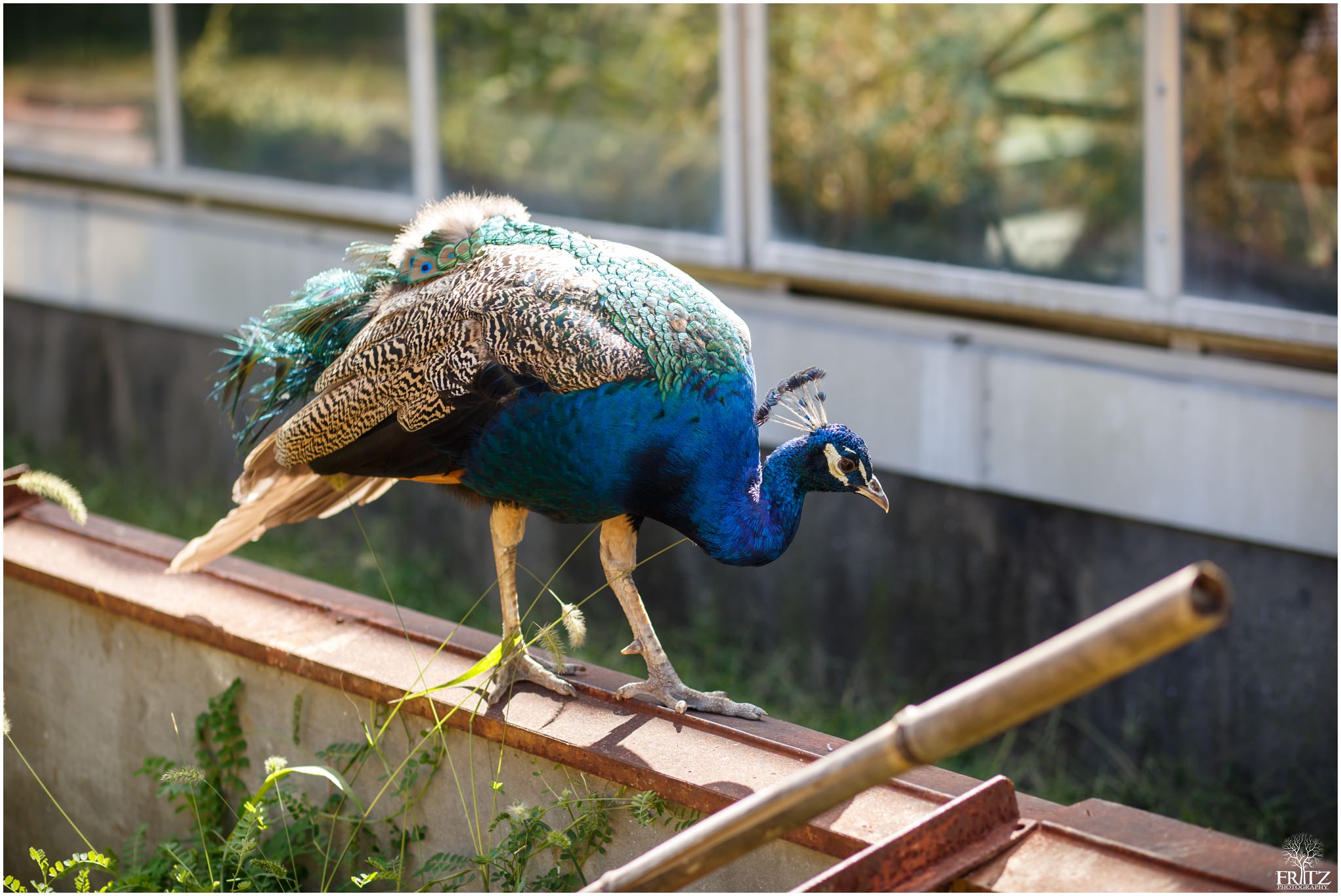 Beardsley Zoo Wedding